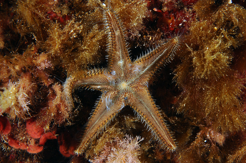 Astropecten spinulosus in riproduzione